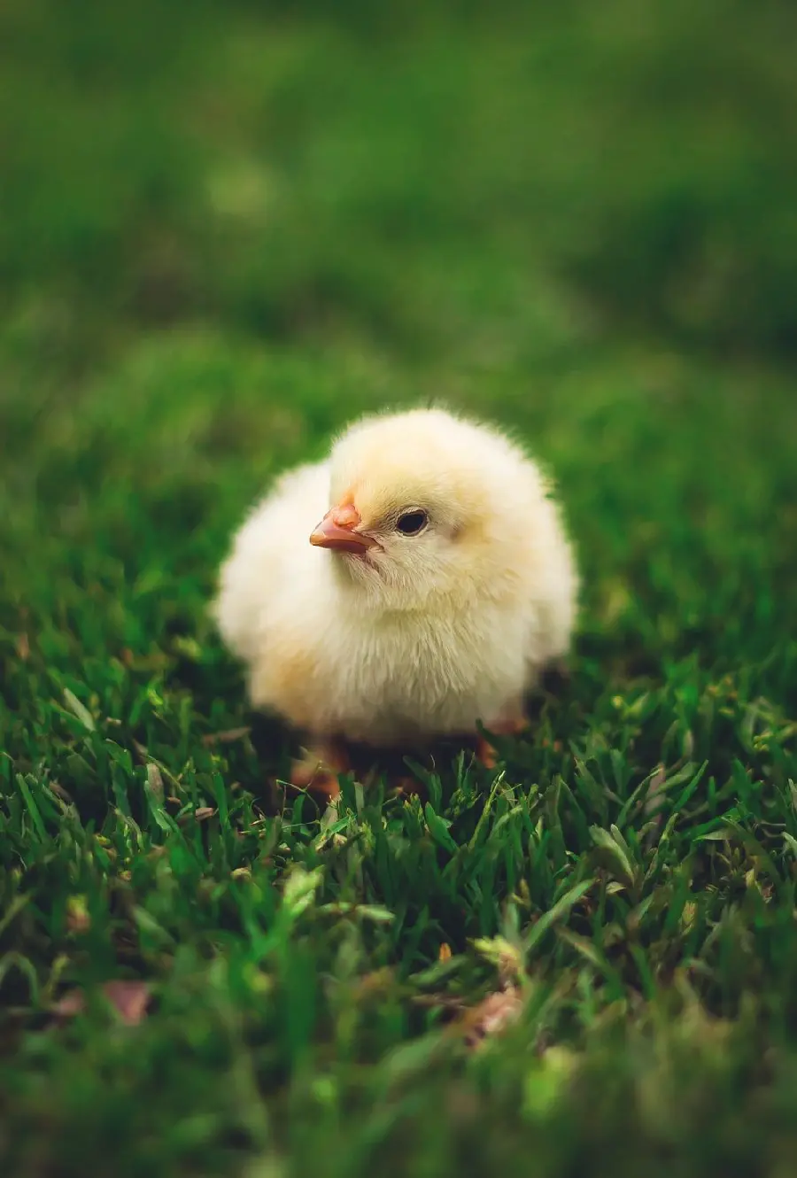 The best profile picture of a yellow colored chick on the grass