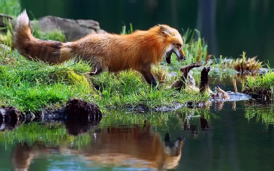 Lovely photo of a baby fox and its mother playing in the river
