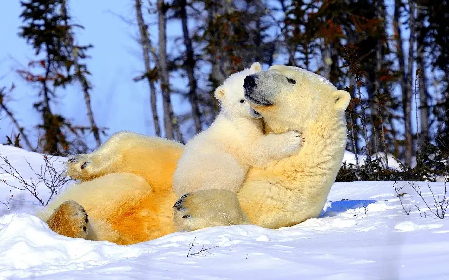 Download image of a polar bear in the arms of its mother for the profile of Ita and Rubika