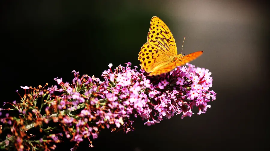 Real butterfly photo on flower in 4k quality