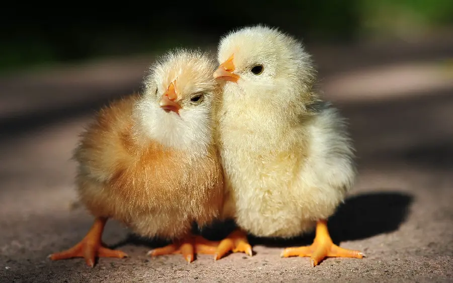 New wallpaper of colored chickens for laptops and computers 4K