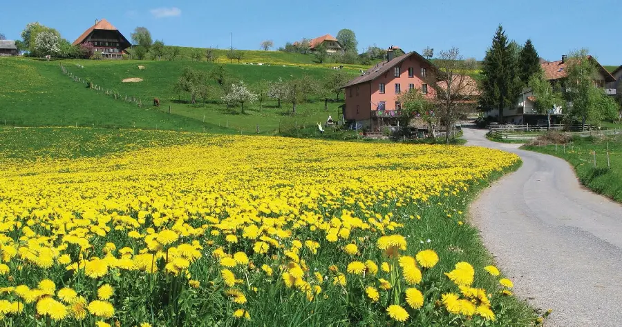 Swiss nature spring flowers wallpaper