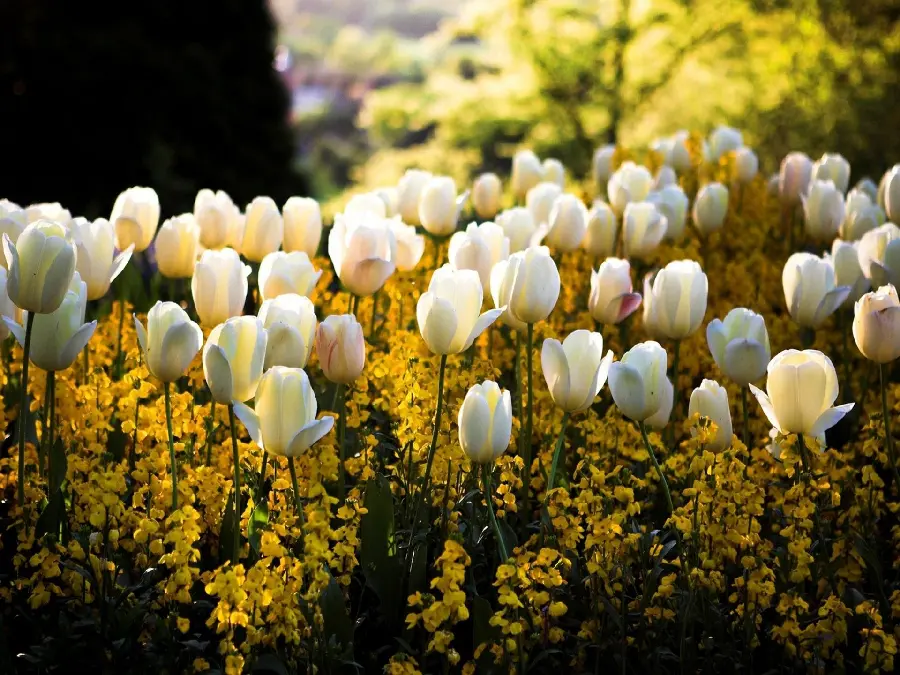 The Most Beautiful Girl Profile Picture of White Tulips in a Spring Park