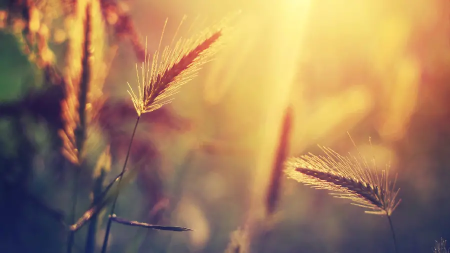 High quality photo of wheat field and golden spike photo Wheat