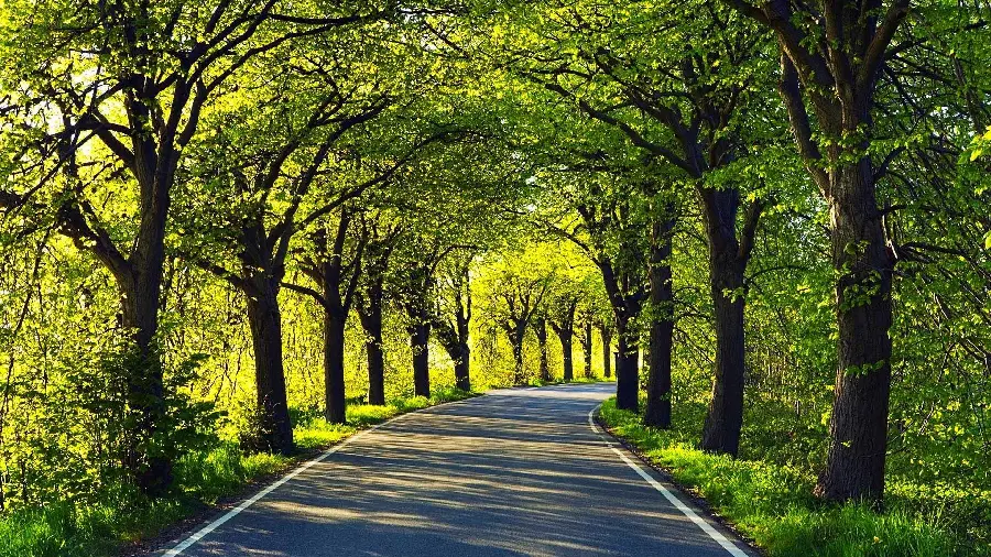 Dreamy wallpaper of a green tunnel of plants in the forest 1402