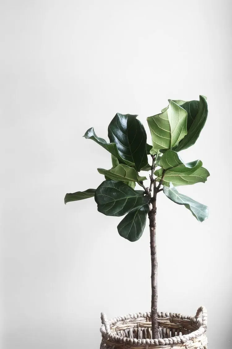 Photo of houseplant tree