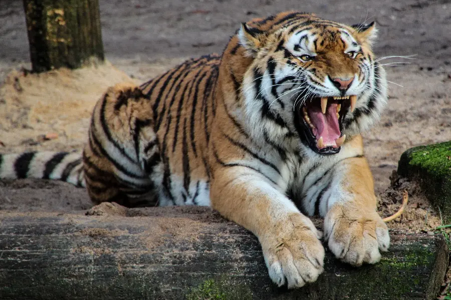 Photo of a tiger roaring