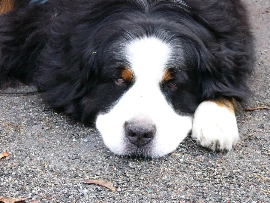 Interesting background of a big dog On the ground in black and white