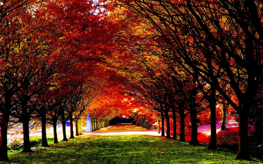 Photo of tall trees in autumn