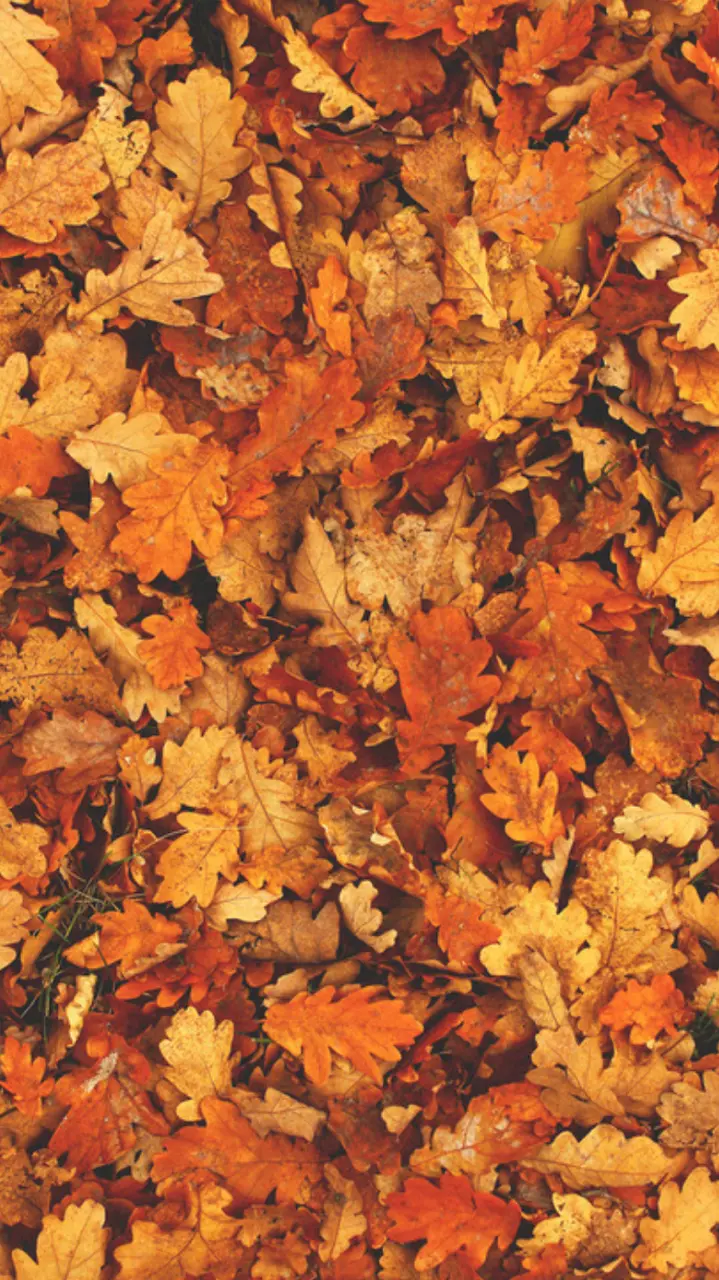 Autumn leaves wallpaper and background for all types of mobile phones