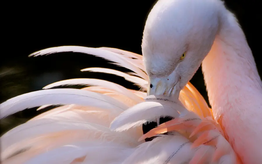 Showing photo and vector of seagulls in full bloom
