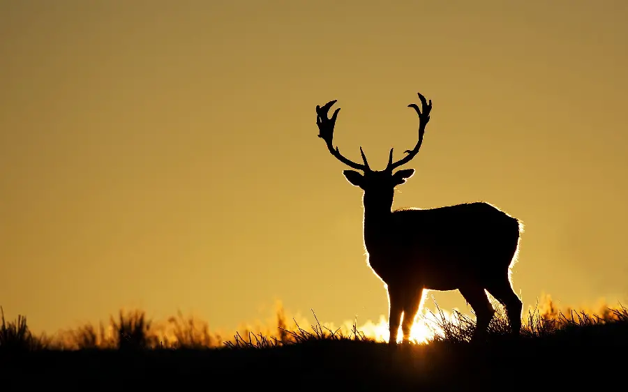 Beautiful and big deer photo at sunset
