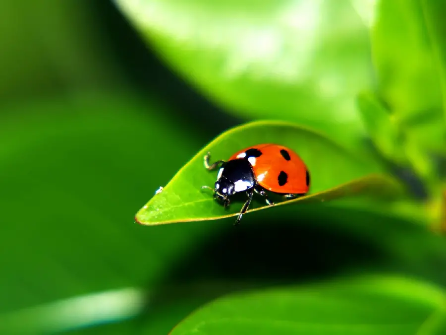 Cute Ladybug Photo