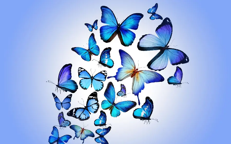 High Quality 8k Blue Butterflies Hand Image