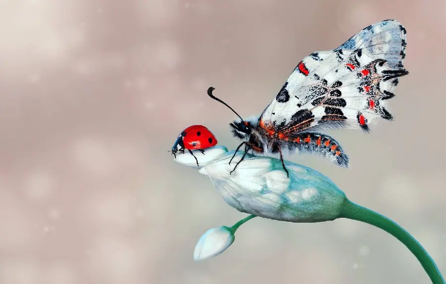 Beautiful Ladybug and Butterfly Photo