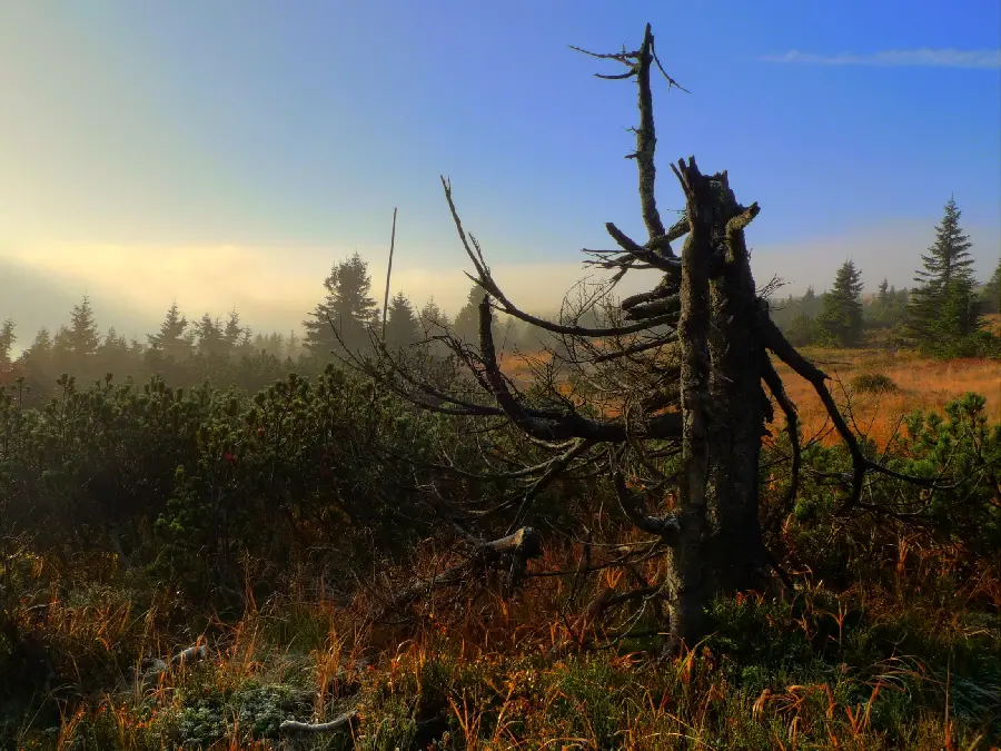 Photo of tree trunk in the Czech nature