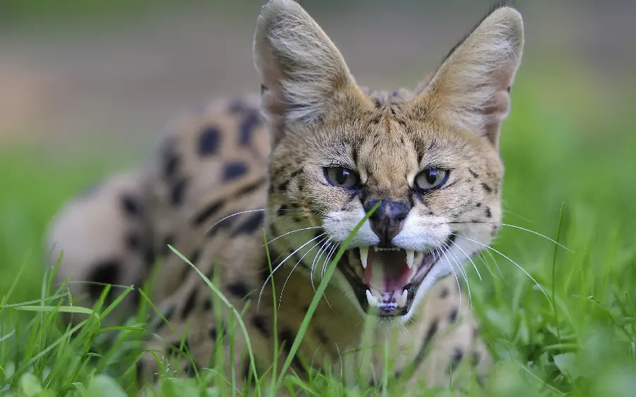 Download quality photo of wild cat and wild cat stock image