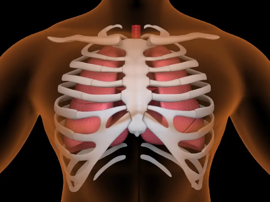 Photo of human lung behind the chest on a black background