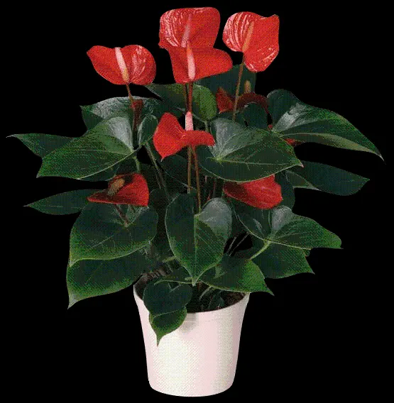 Houseplants Anthurium Open Red Flowers And Stylish