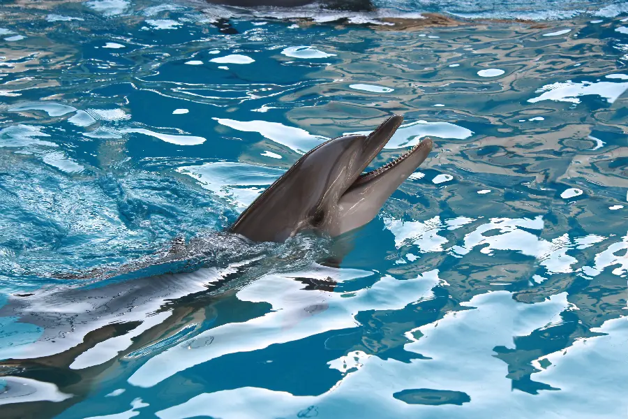 Dolphin wallpaper for computer and laptop wallpaper