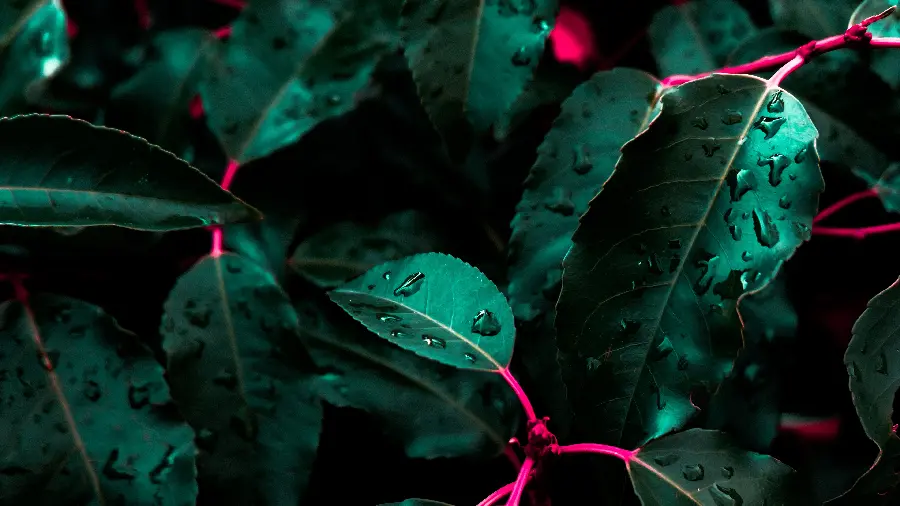 Beautiful green and rainy background with Full HD quality 