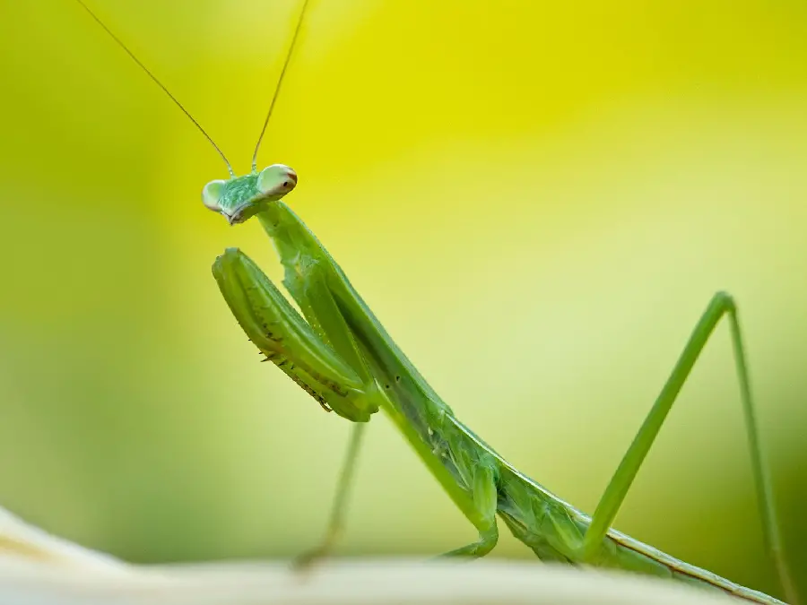 Unique Close-up Mantis Photo 2023