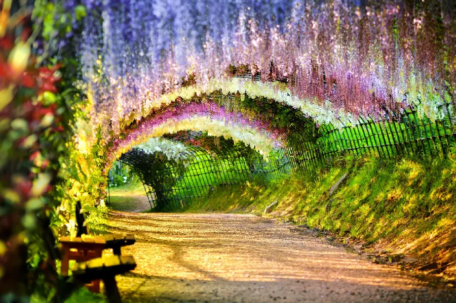 Very Magnificent Wallpaper of Colorful Flower Tunnel with Happy Theme