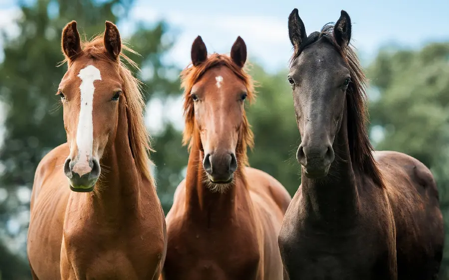 Download Horse Stock Photos