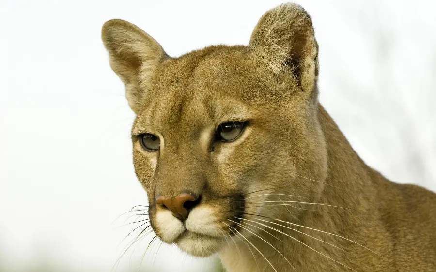 Photo of a female lion for profile