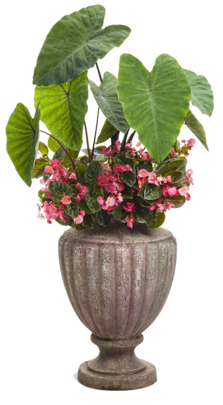 Large Houseplant with Stylish Stone Pot PNG