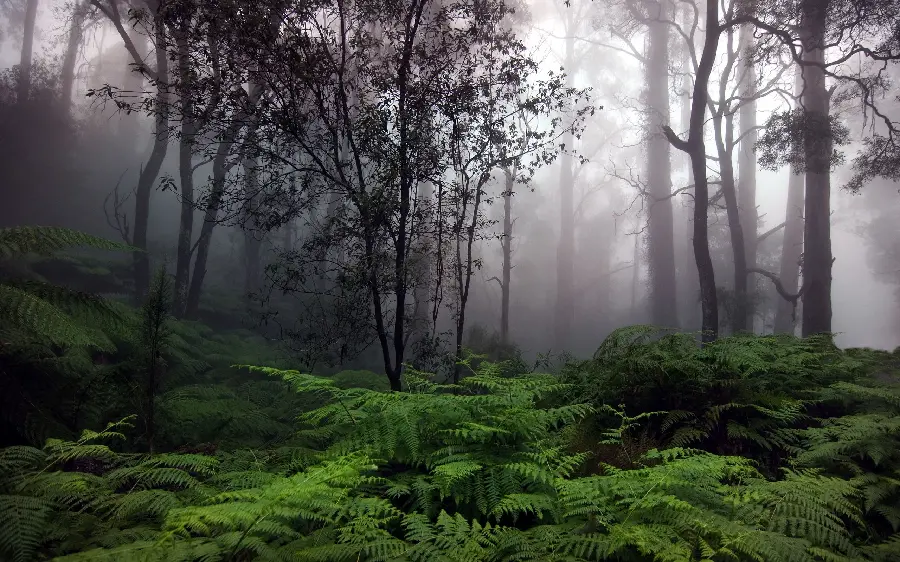 Artistic Photo of Energizing Green Forest in Scandinavia