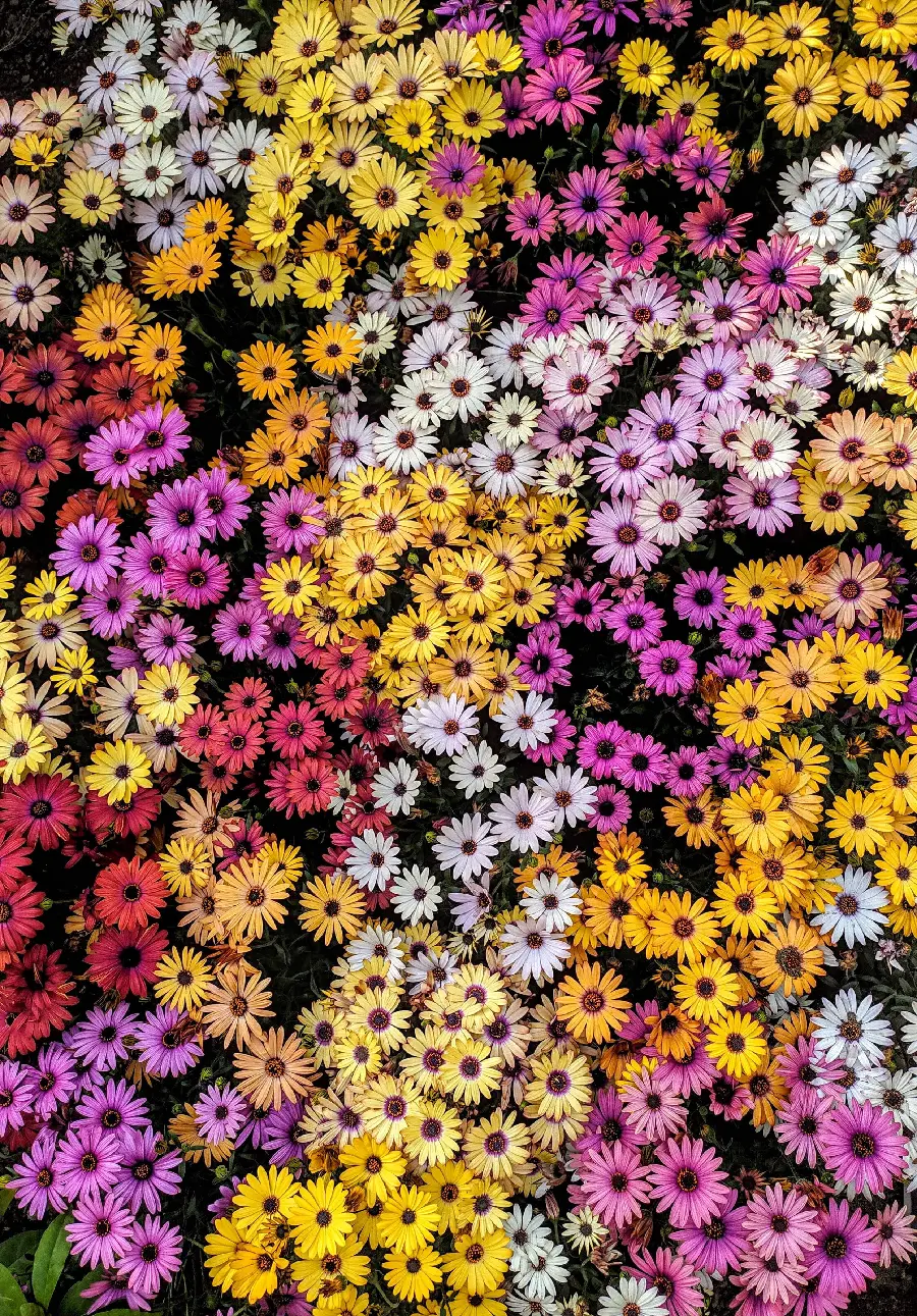 Vibrant Floral Phone Wallpapers – Download in High Quality
