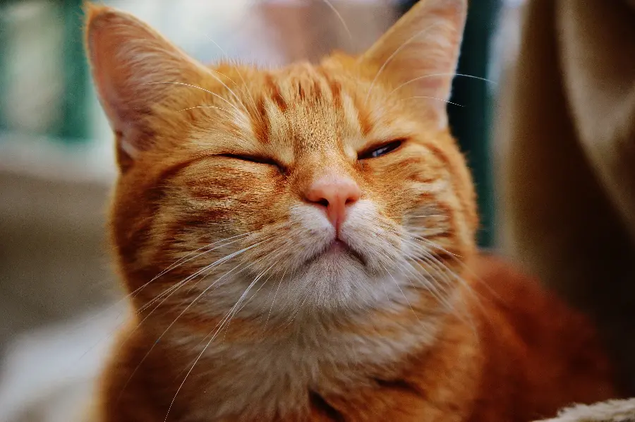 Interesting picture of a cute white orange cat with open and closed eyes