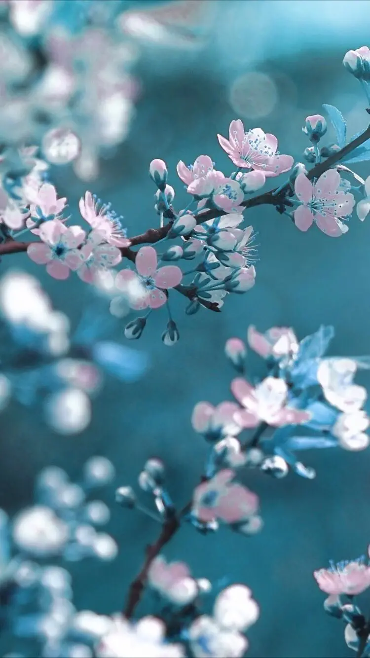 Spring Blossom Wallpaper High Quality 