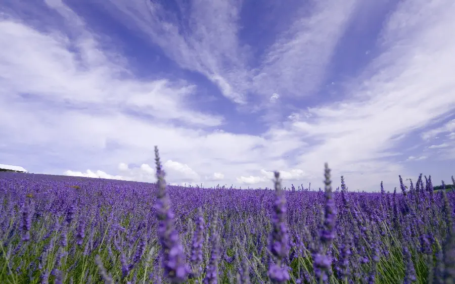 Purple flower field photo in Khorramabad
