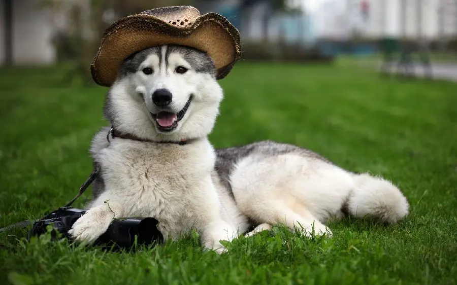 Photos of big, popular husky dogs with a cute hat on their heads