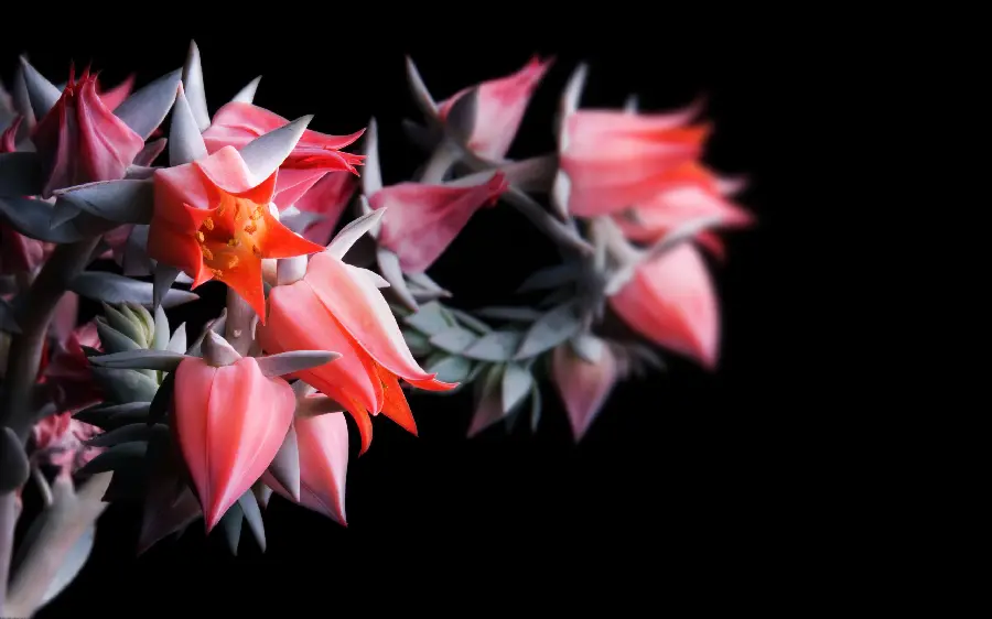 Beautiful and dreamy romantic fantasy flower profile photos and new on a black background