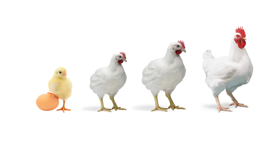  Download the best PNG without background of the growth of a rooster