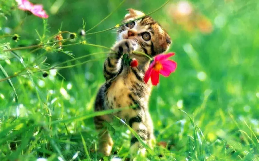 Cute Kitten Wallpaper in Spring for Windows 11