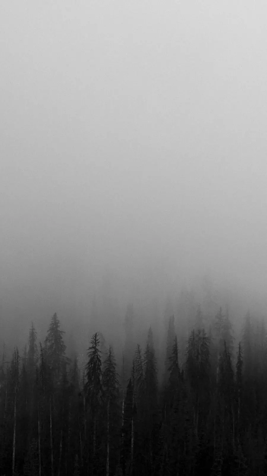 Simple and stylish black and white forest photo suitable for phone background