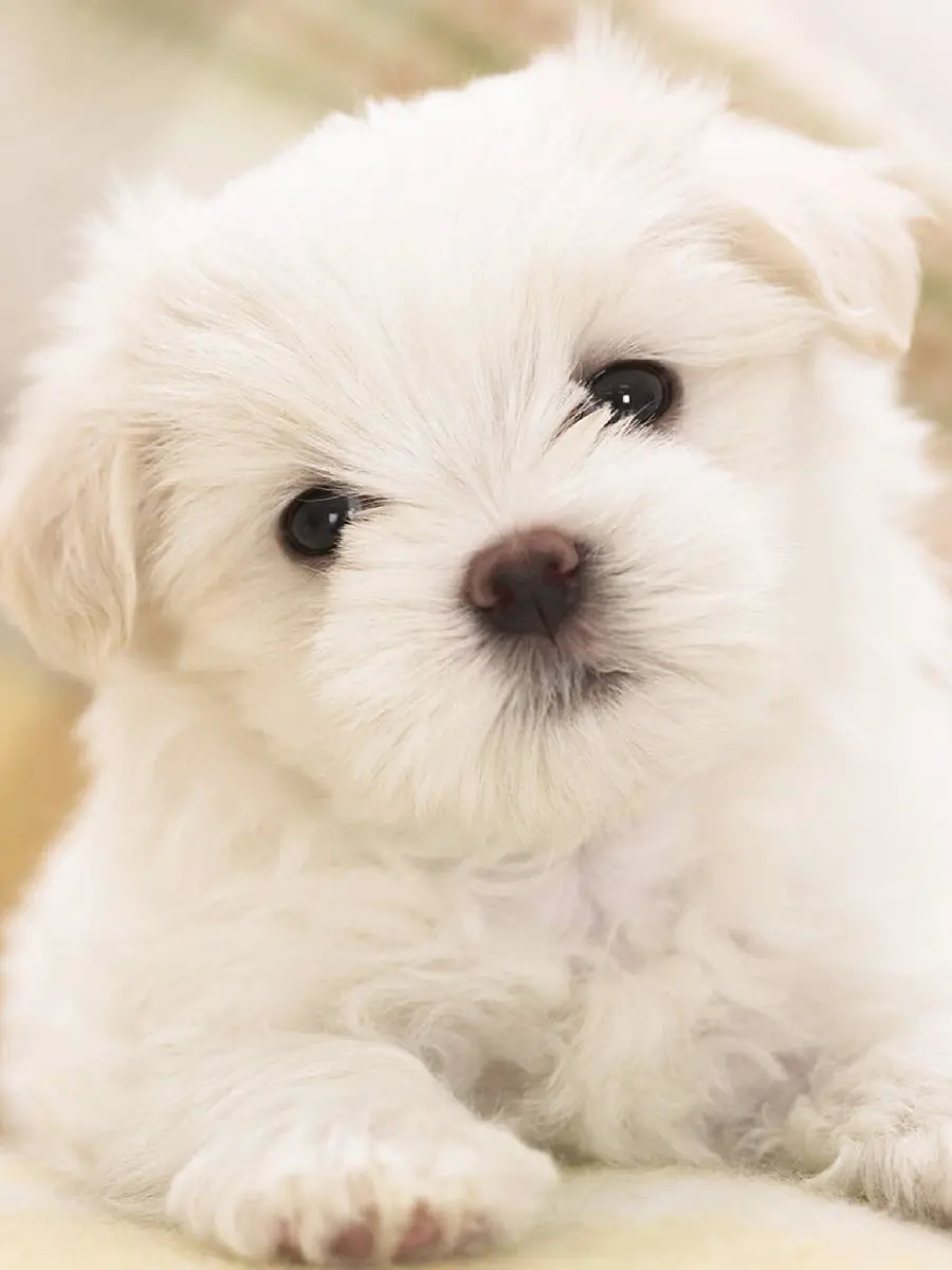 Cute little white fluffy dog ​​in art frame