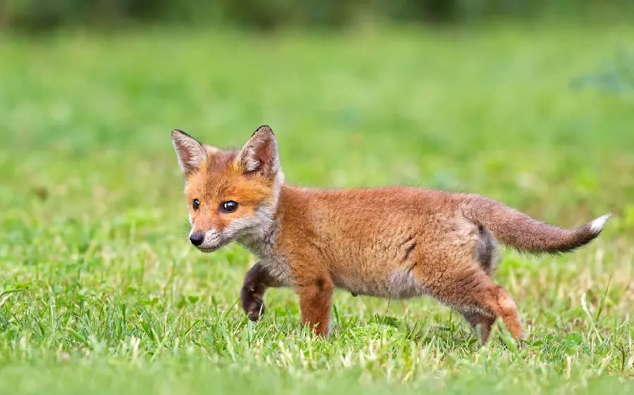 Interesting photo of a fox cub running in the garden and grass