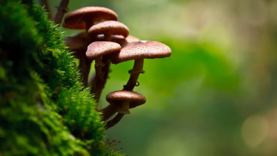 Photo of the strangest and most beautiful mushroom in the world