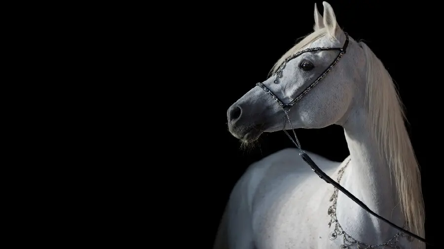 White horse wallpaper in 4k quality on a black background