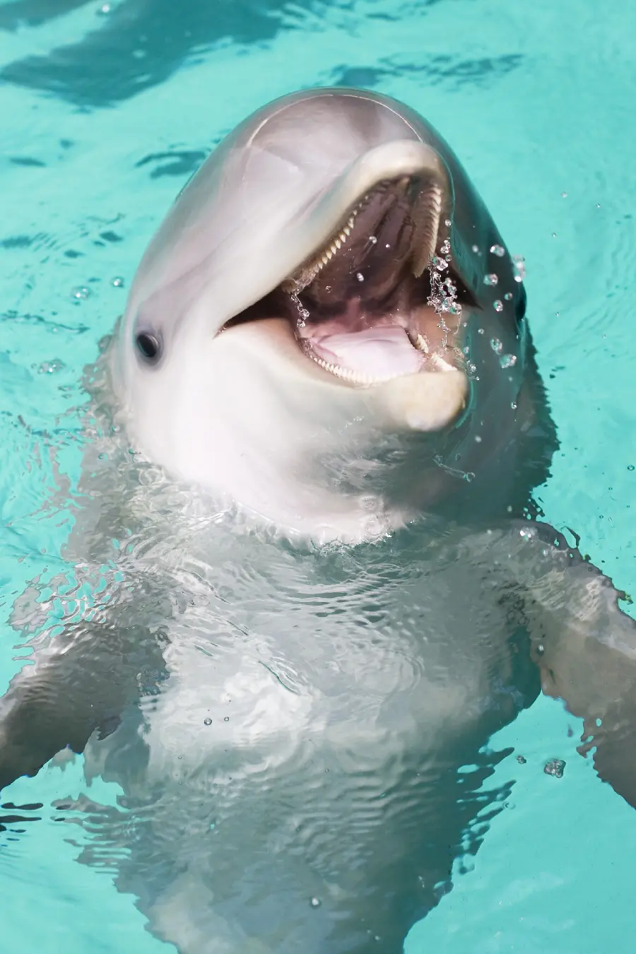 Dolphin Wallpaper for Phone and Dolphin Photo for Mobile Wallpaper