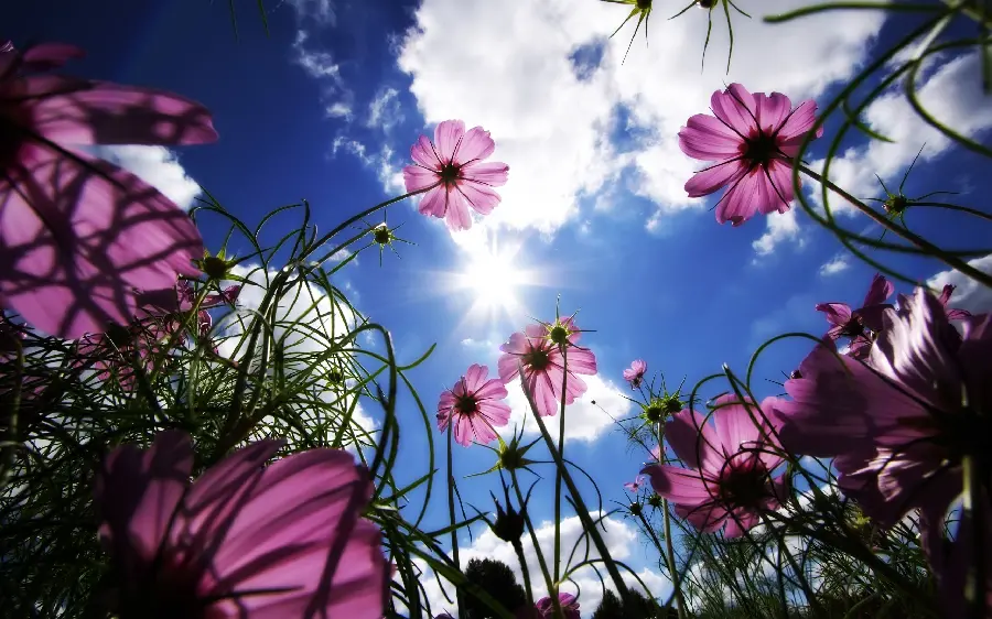 Flower Photo in Spring