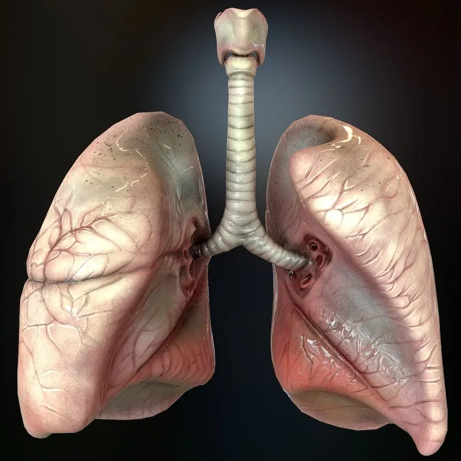 High Quality Human Lung Image