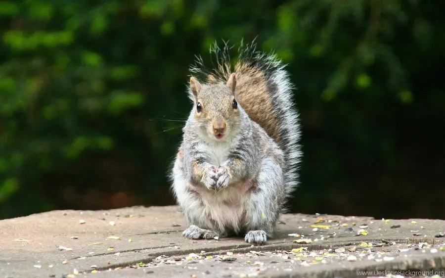 The latest squirrel picture in spring suitable for instagram