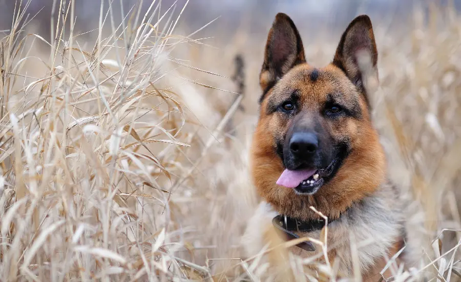 Full HD German Shepherd Dog Wallpaper