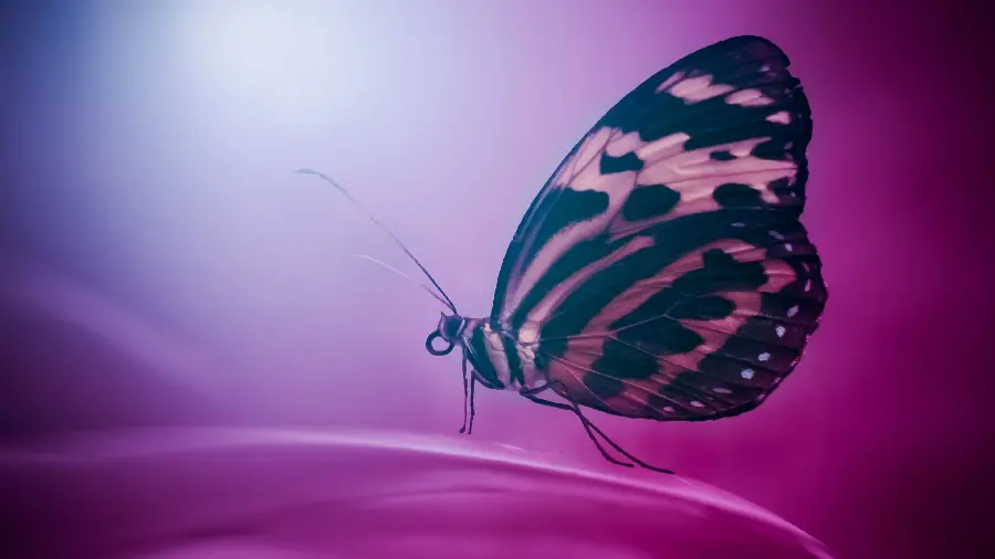 Purple butterfly image up close real